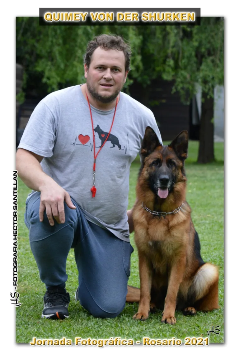 cachorros de ovejeros alemanes