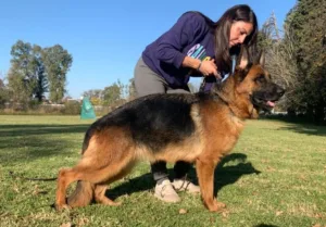 perros ovejeros alemanes