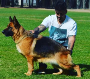 cachorros de ovejeros alemanes