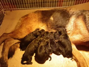 perros ovejeros alemanes